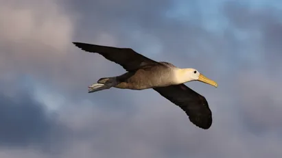 بزرگراه‌هایی که روی هیچ نقشه‌ای دیده نمی‌شوند؛ ۱۵۱ گونه پرنده دریایی در مسیرهایی از ۵۶ کشور عبور می‌کنند