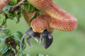 (ویدئو) نبردی برای بقا در بیابان؛ حمله برق‌آسا و مرگبار یک مار سمی به موش