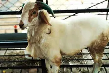 گوسفند بالانگیر؛ گوسفند غول‌پیکر هندی که مردم اودیشا مانند الاغ برای بارکشی و جابه‌جایی از آن استفاده می‌کنند!