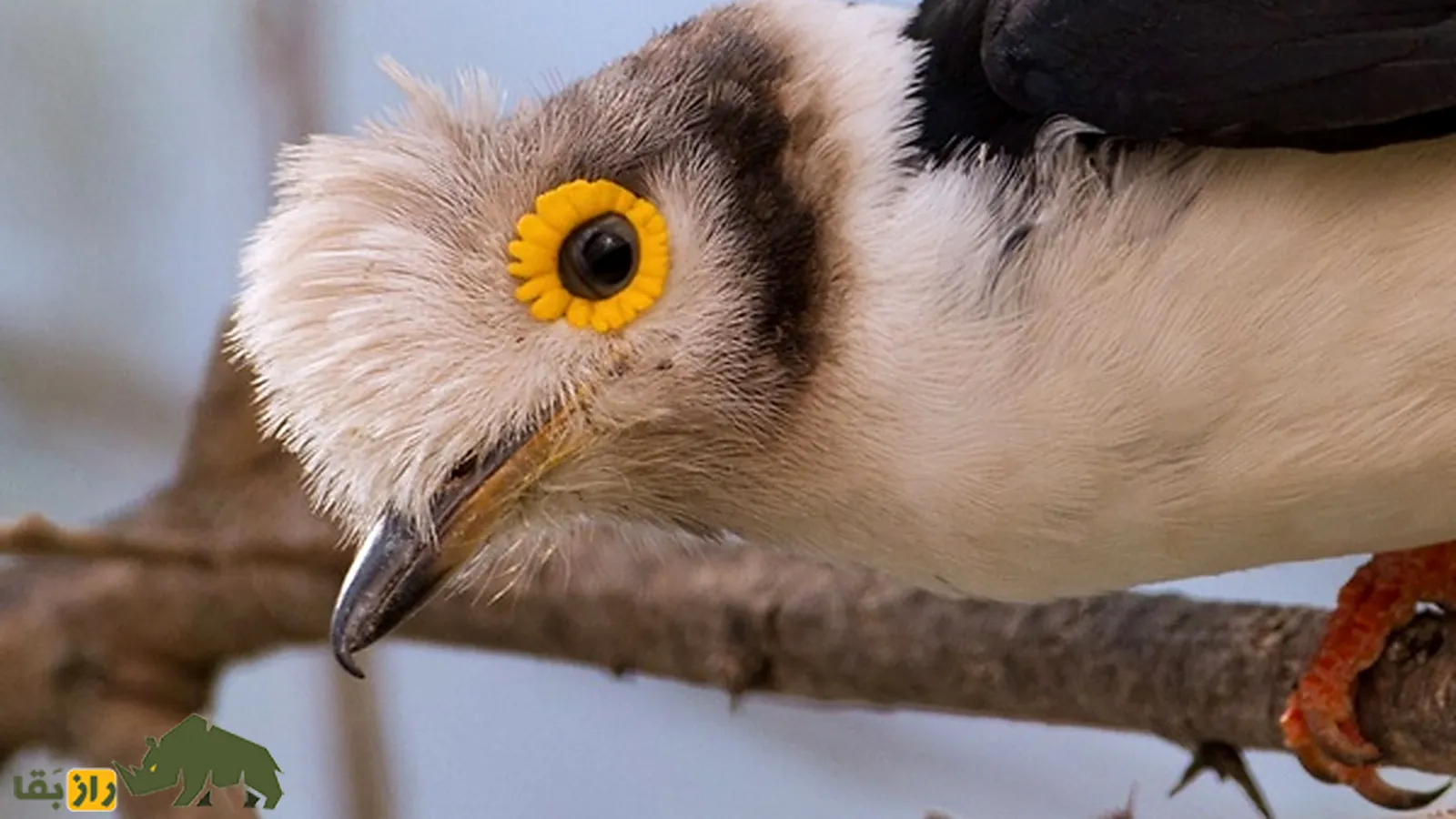 White-crested Helmetshrike