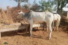 گاو دجال؛ گاو پاکستان معروف به «باربر سفید پنجاب» که قوی‌ترین گاو جهان است