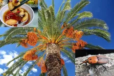 سوسک حنایی خرما؛ آفت کشنده نخل‌های ایران که در آفریقا یک غذای خوشمزه و منبع پروتئین است