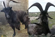 (ویدئو) لحظه دلنشین شیر خوردن دو بزغاله از نژاد اصیل بز سیاه بختیاری