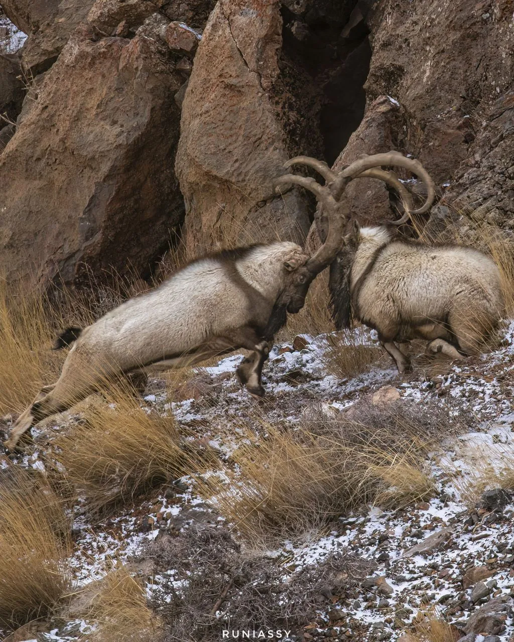 نزاع کل و بزها با شاخ های تنومند نزاع کل و بزها با شاخ های تنومند