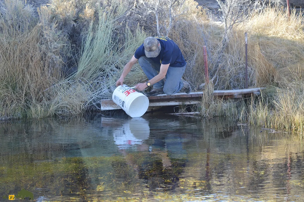 Owens pupfish Owens pupfish