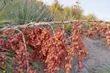 داز؛ نخل وحشی و شگفت‌انگیز ایران که با میوه کونل، پنیر درمانی و برگ‌های حصیری‌اش پرسودترین گیاه سیستان بلوچستان است