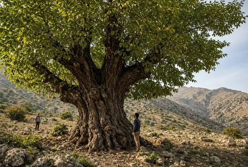 کهن‌ترین درخت گردوی ایران کجاست؟ داستان گردوی هزارساله منطقه کهمان در شهرستان سلسله لرستان