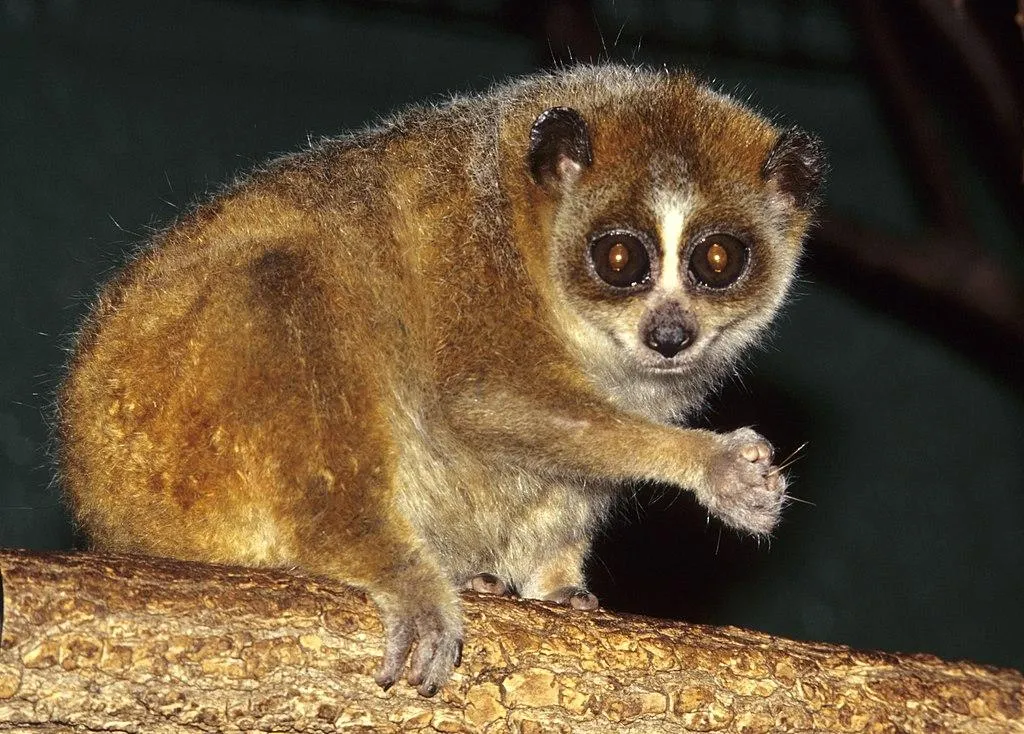 Nycticebus bancanus