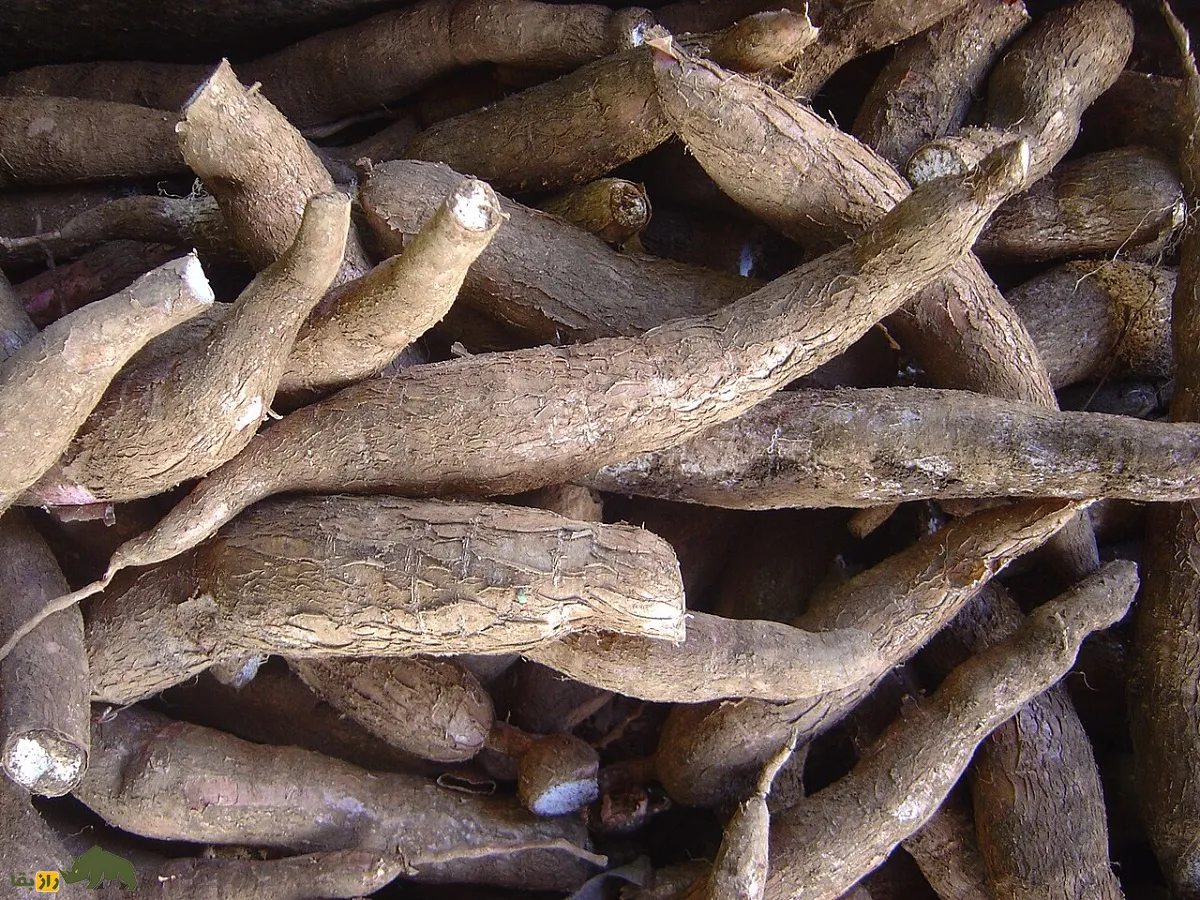 کاساوا