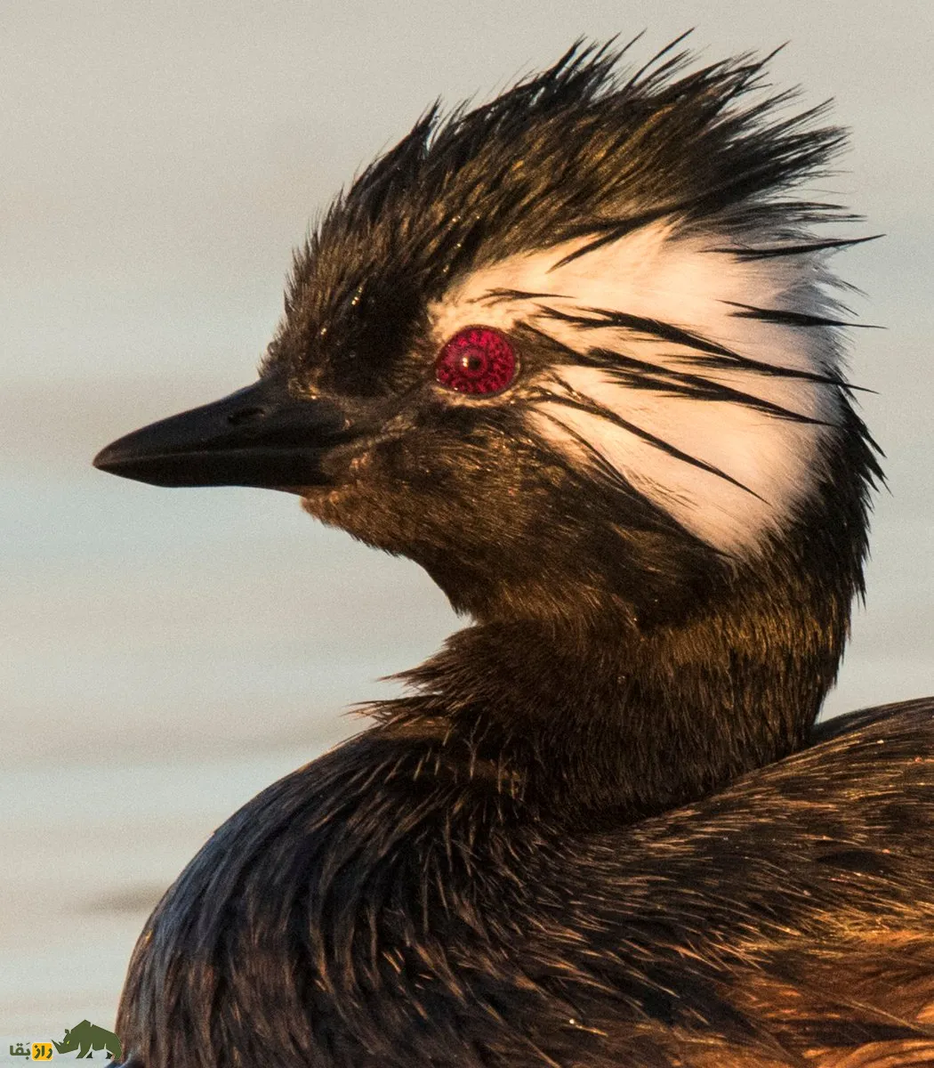 White-tufted grebe(کشیم جقه‌سفید)
