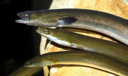 معمایی که ارسطو را هم سردرگم کرد؛ مارماهی‌ها کجا جفت‌گیری می‌کنند؟