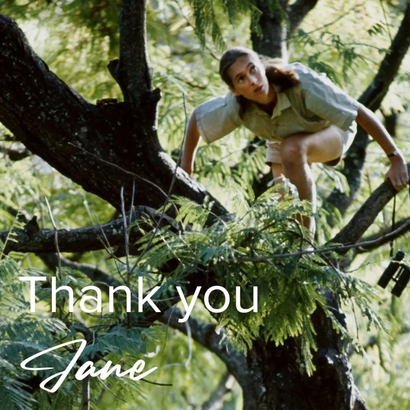 Jane Goodall Jane Goodall
