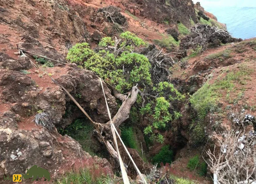 درخت تنهای Dendroseris neriifolia درخت تنهای Dendroseris neriifolia