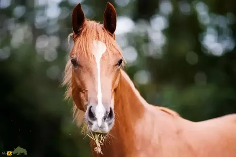 اسب سیستانی؛ سنگین‌ترین اسب ایران با ۵۵۰ کیلو وزن که سر و گردنی نیرومند دارد و ماشین جنگی ایرانیان باستان بود