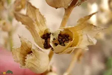 بذرالبنج یا بنگ‌دانه؛ گیاه محبوب فال‌گیران و جادوگران با خاصیتی شبیه تریاک که اسکندر با آن هخامنشیان را شکست داد