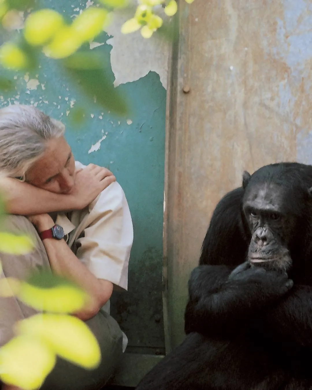 Jane Goodall Jane Goodall