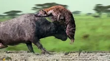 (ویدئو +16) فیلمی هولناک از لحظه‌ای که کفتار‌ها یک گاومیش را زنده زنده خوردند؛ گاومیش بیرون کشیده شدن دل و روده‌اش را تماشا می‌کند!