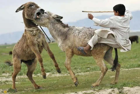 فیلمی باورنکردنی از جنگ خونین الاغ‌ها بر سر جفت‌گیری؛ خرها چطور می‌جنگند؟