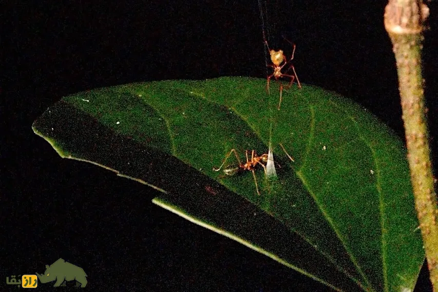 عنکبوت Ballista spider عنکبوت Ballista spider