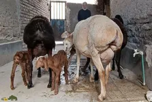 میش چینی قندوزی؛ گوسفندی رقاص و ساخته دست انسان که به خاطر دنبه ۵۰ کیلویی با رقص راه می‌رود!