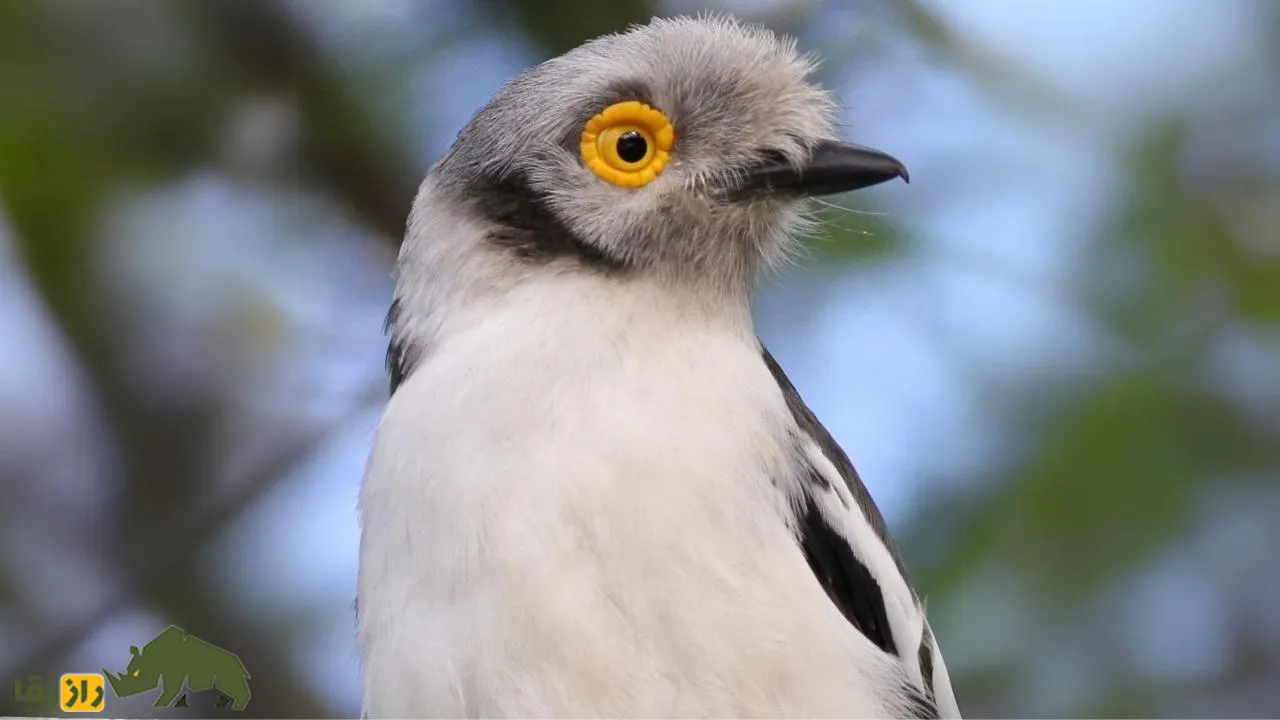 White-crested Helmetshrike