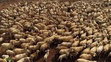 بز ماندیا؛ بز هندی عجیبی که مردم آن را با گوسفند اشتباه می‌گیرند
