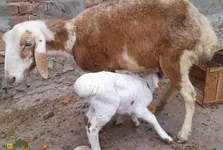 گوسفند «بلخی»؛ گوسفندی افغانستانی که مثل ورزشکارها بدنی عضلانی دارد و در گرما می‌میرد!