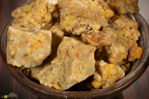 اوشَق؛ ماده معروف به صمغ طلایی ایران که انرژی بدن را تقویت می‌کند و به طرز معجزه‌آسایی زخم‌های سطحی بدن را خوب می‌کند