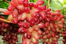 انگور مانیکور فینگر ژاپنی؛ انگوری لوکس با حبه‌های کشیده و طعم شیرین که کاشت آن در ایران بسیار اقتصادی و بازارپسند است