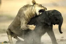 (ویدئو) فیل مادر با یک ضربه خرطوم کمر شیری که در حال شکار فرزندش بود را شکست!