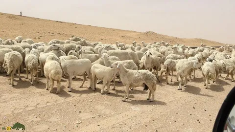 گوسفند عربی؛ گوسفند مشهور عراقی – ایرانی که بیابان‌های عراق و ایران را فتح کرد