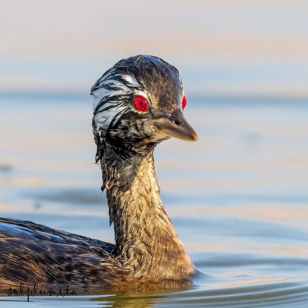 White-tufted grebe(کشیم جقه‌سفید)