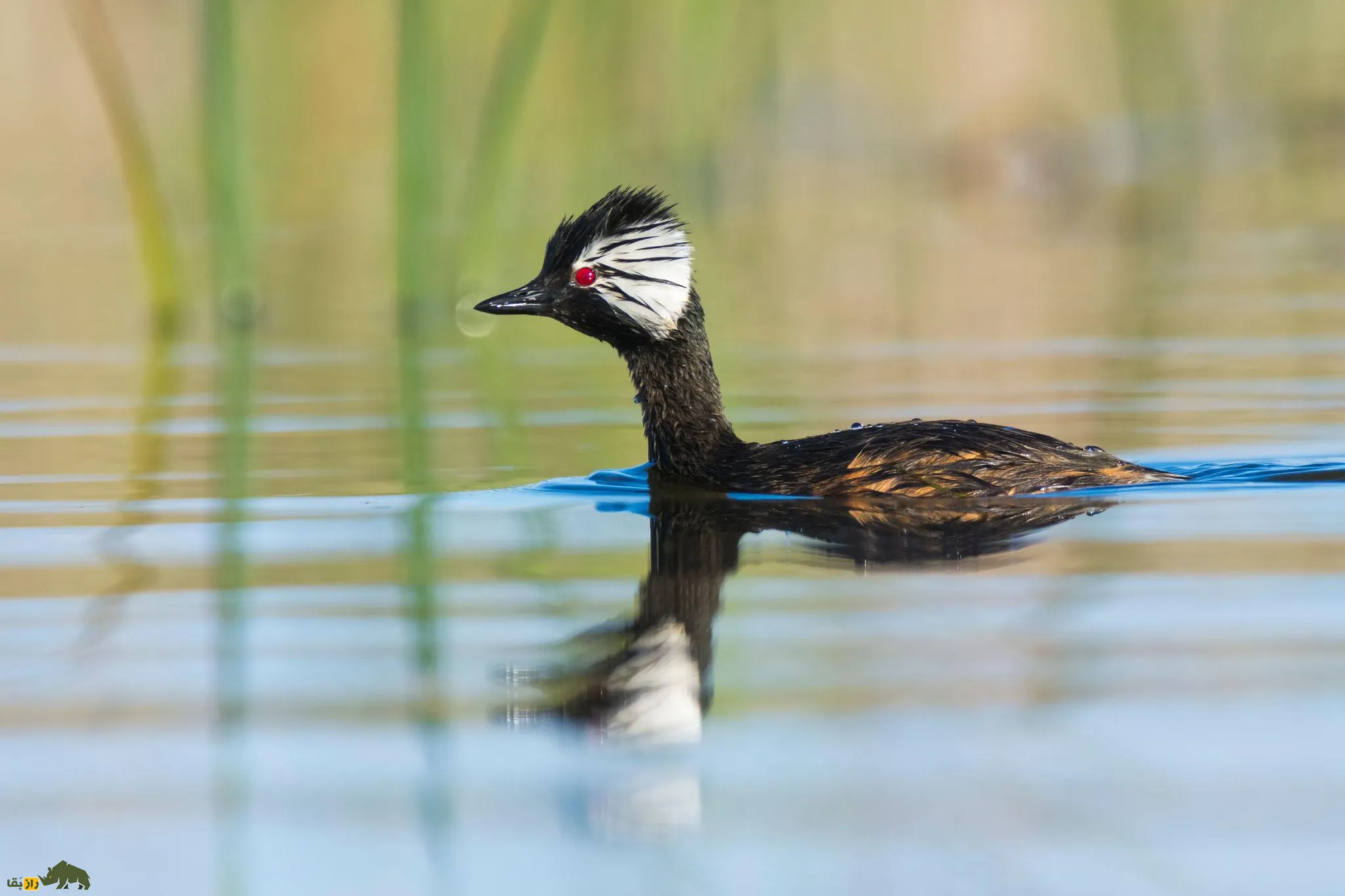 White-tufted grebe(کشیم جقه‌سفید)