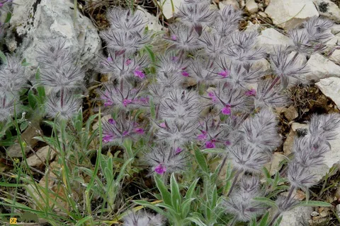 عجیب‌ترین گیاهان دارویی ایران؛ از لولوپشمی تا گیاه پای خر | معرفی و خواص گیاهان دارویی عجیب ایران
