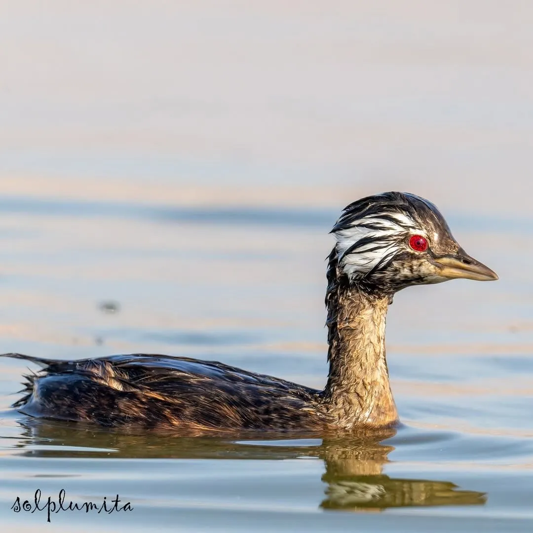 White-tufted grebe(کشیم جقه‌سفید)