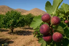 انجیر استهبان؛ طلای شیرین فارس و بزرگ‌ترین باغ انجیر دیم روی زمین که ثبت جهانی شده است
