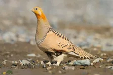 باقرقره دم‌دراز؛ پرنده‌ای عاشق بیابان با انگشتانی عجیب که پرهایش مانند اسفنج است و با آنها آب حمل می‌کند