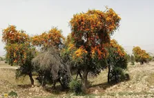 انار شیطان؛ درخت معروف به «بازمانده کویر» که بیابان‌های خشک را آباد می‌کند و مردم سیستان و بلوچستان از آن قنداق تفنگ می‌ساختند