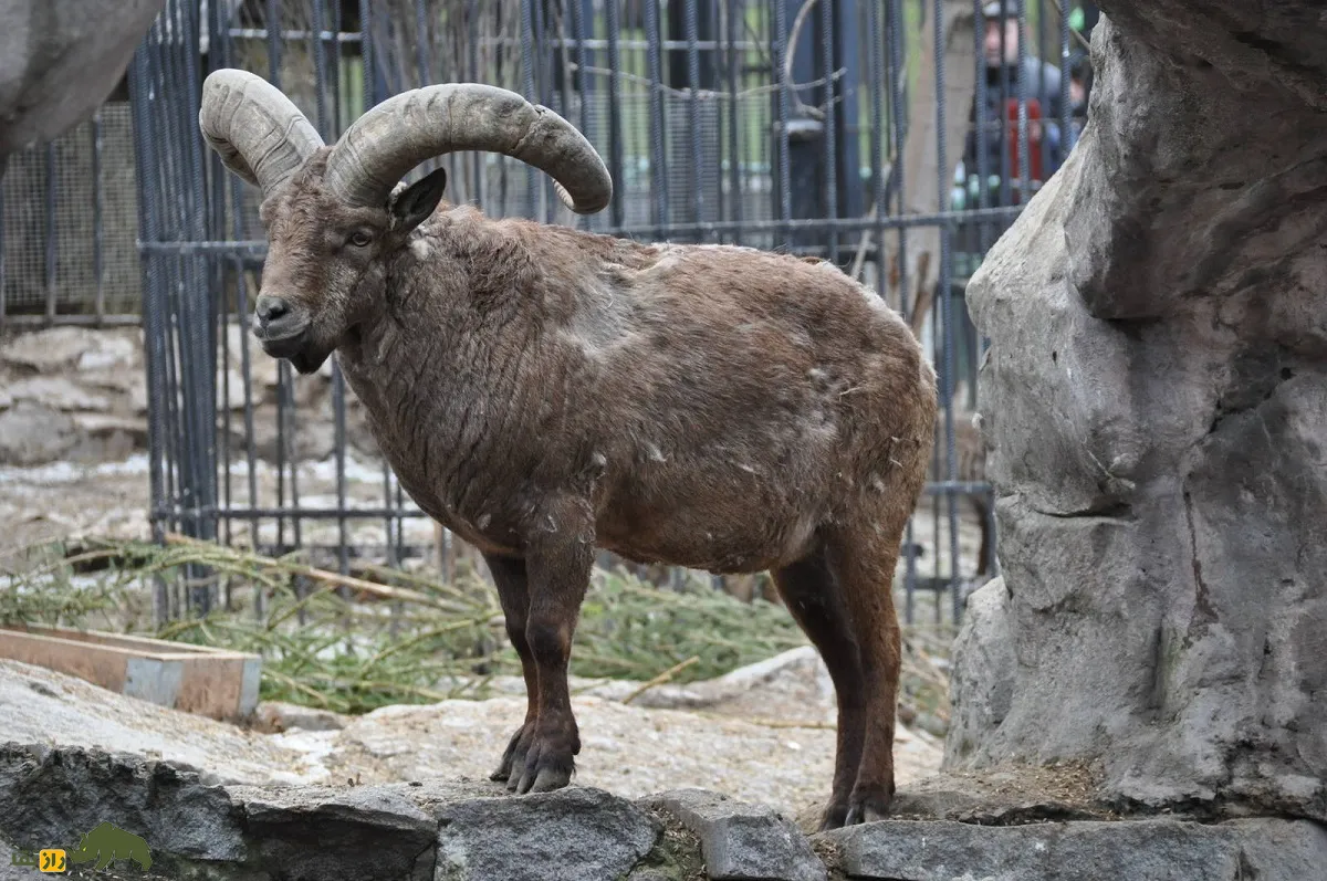 بز کوهی داغستانی بز کوهی داغستانی
