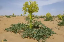آنغوزه؛ گیاهی ارزشمند با خواص دارویی که هر هفت سال گل می‌دهد و چیدنش جریمه دارد!