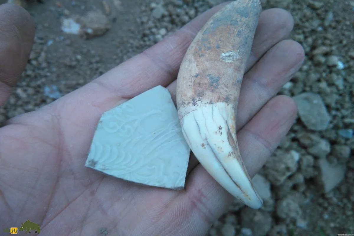 شکارچی منقرض شده به نام دندان خنجری