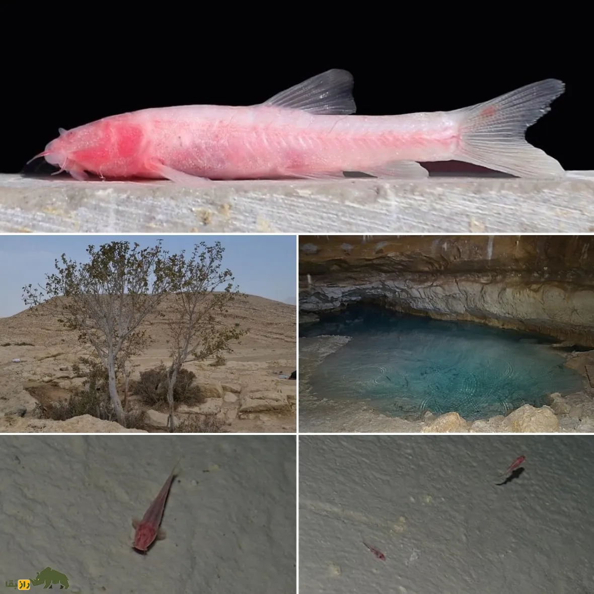Garra typhlops Garra typhlops