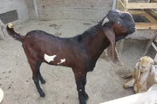 (ویدئو) تصاویری از یک بز بیتال ۳۰۴ کیلویی که با قیمت یک میلیارد تومان وارد ایران شد