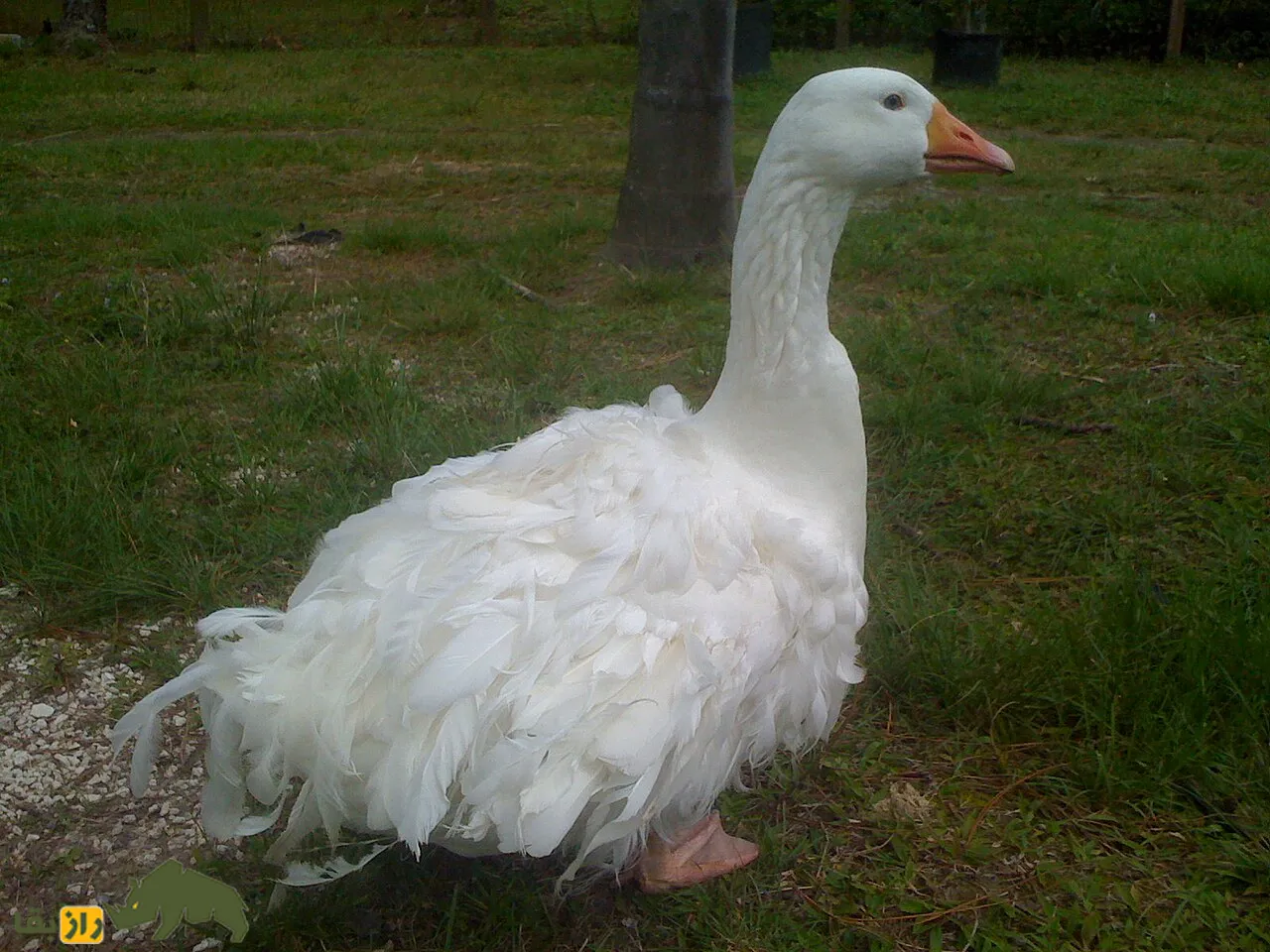 غاز فرفری Sebastopol goose غاز فرفری Sebastopol goose