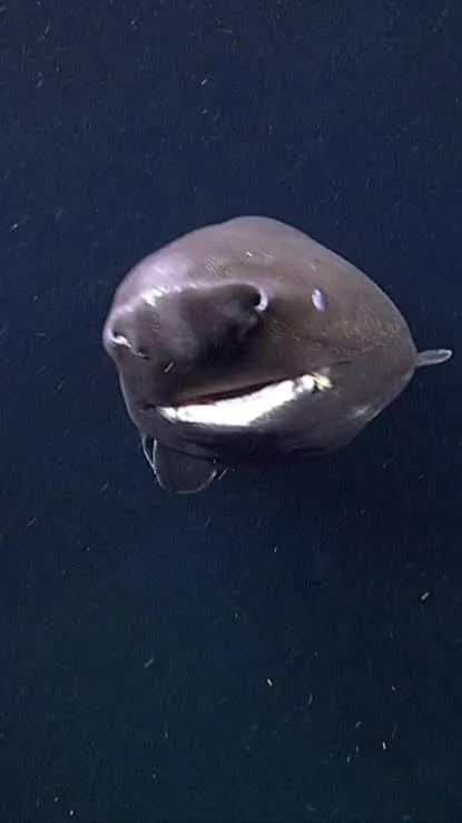 کوسه اقیانوس Somniosus pacificus