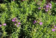 مرزه کوهی لرستان؛ گیاهی خوش‌عطر و دارویی با کاربرد محلی و صادراتی که کاشت آن سود بسیار بالایی دارد