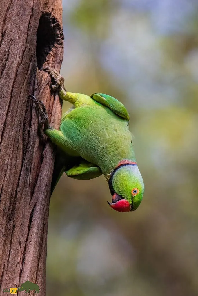 طوطی ملنگو (rose-ringed parakeet) طوطی ملنگو (rose-ringed parakeet)