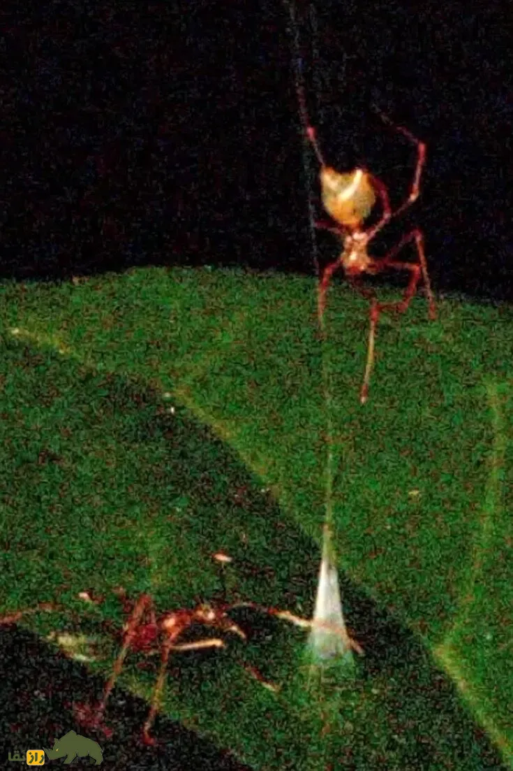عنکبوت Ballista spider عنکبوت Ballista spider