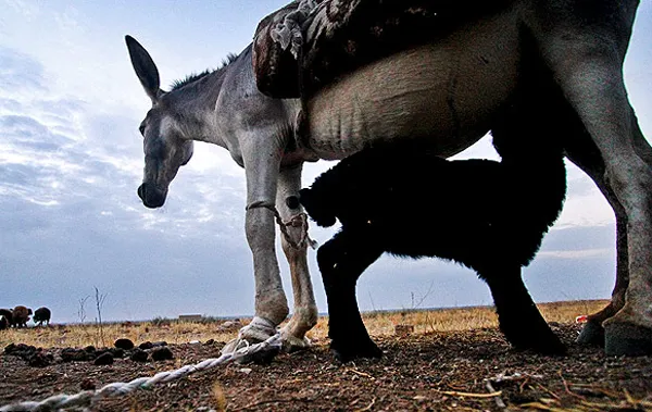 یک الاغ ماده و مراقبت از دو بره کوچک