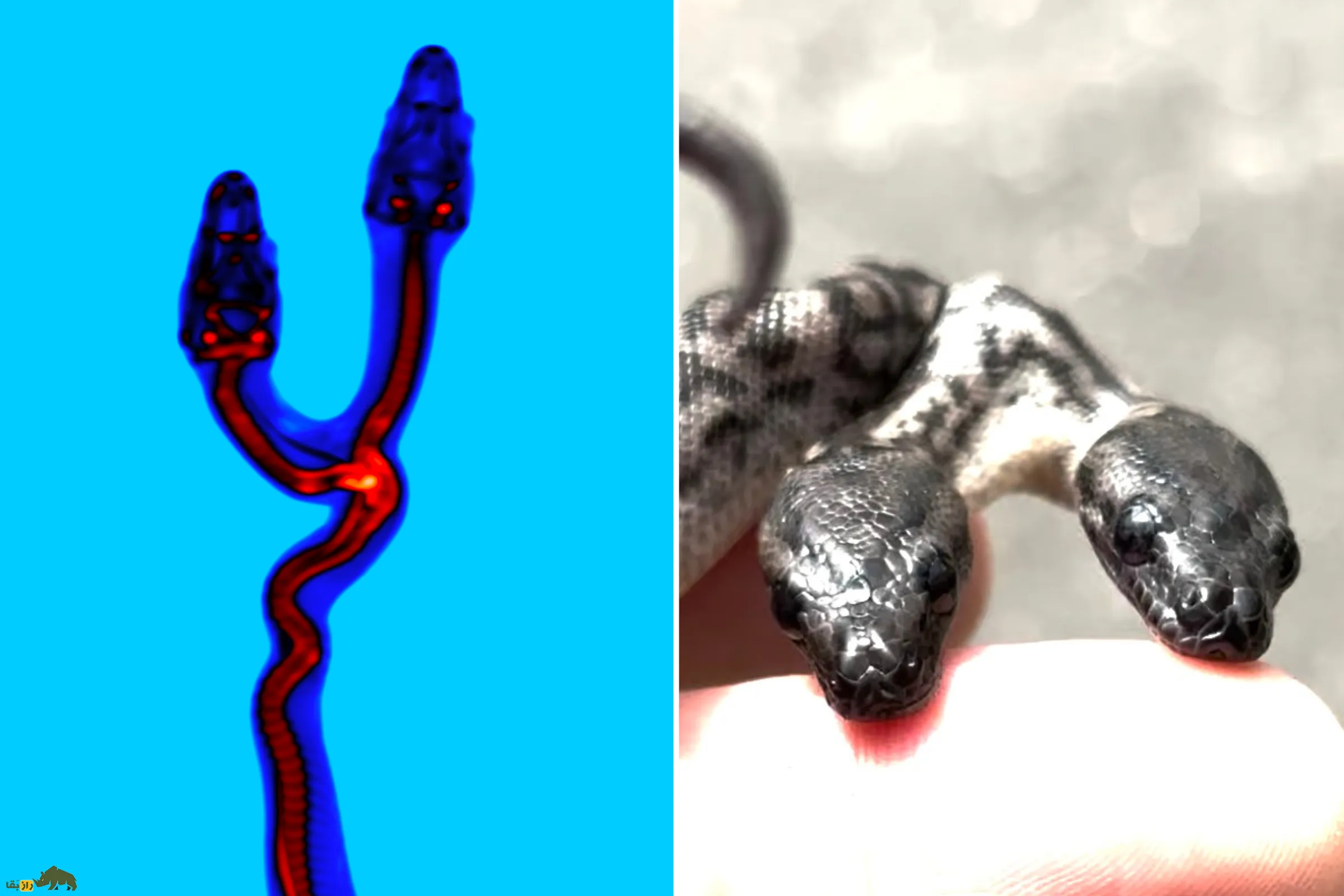 مار دو سر